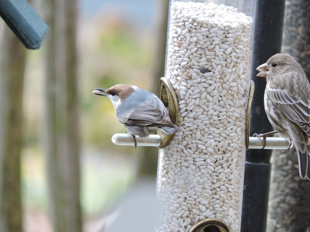 Brown-headed Nuthatch - Kerry Eckhardt