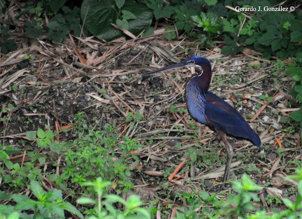 Agami Heron - ML28250061