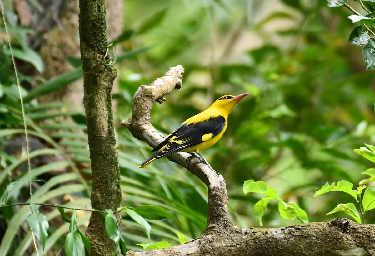 Indian Golden Oriole - ML282500651