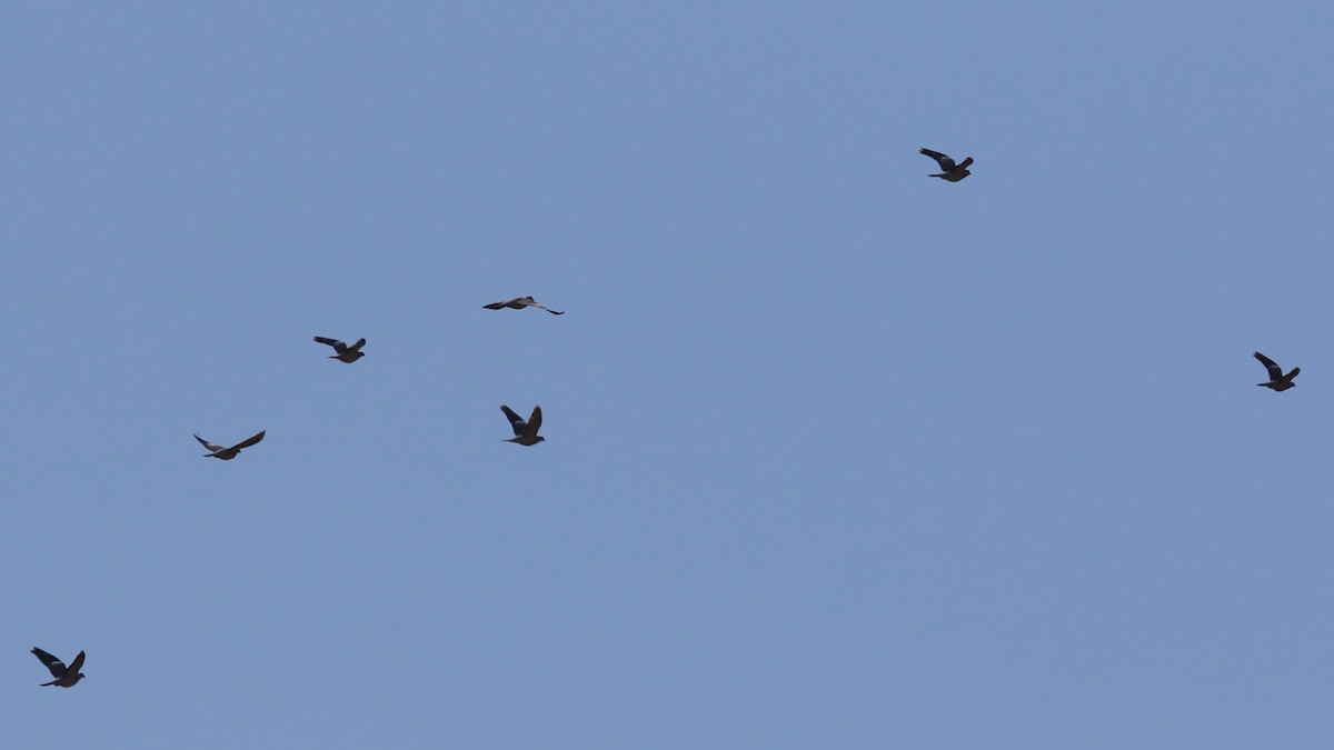 Common Wood-Pigeon - Tuncer Tozsin