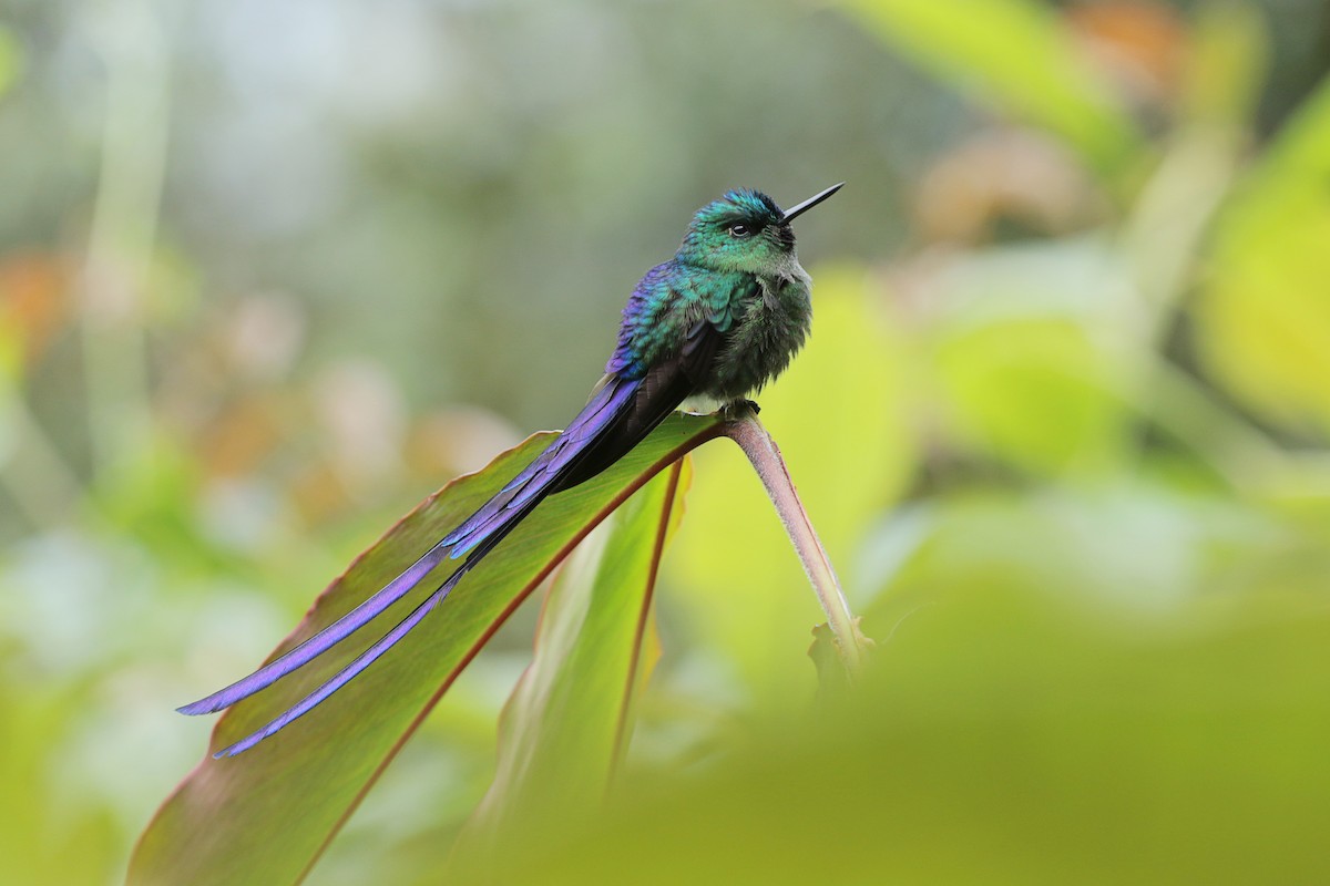 Violet-tailed Sylph - Johnnier Arango 🇨🇴 theandeanbirder.com