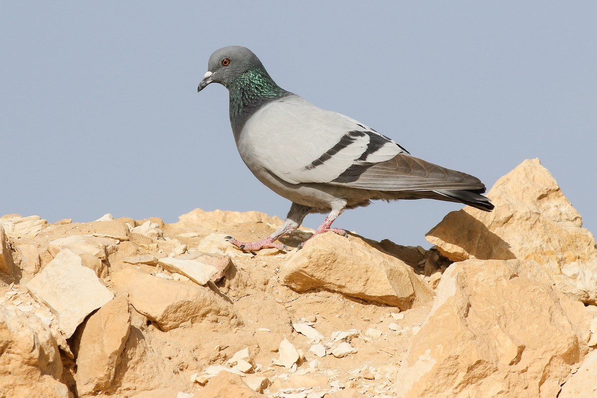Rock Pigeon - ML282503091