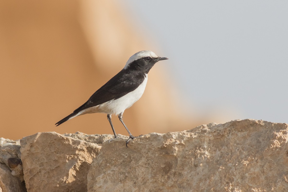 Mourning Wheatear - Tomasz Wilk