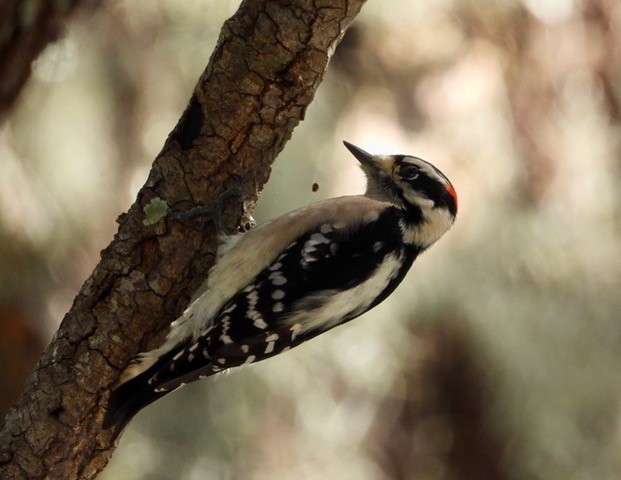 Downy Woodpecker - ML282504861