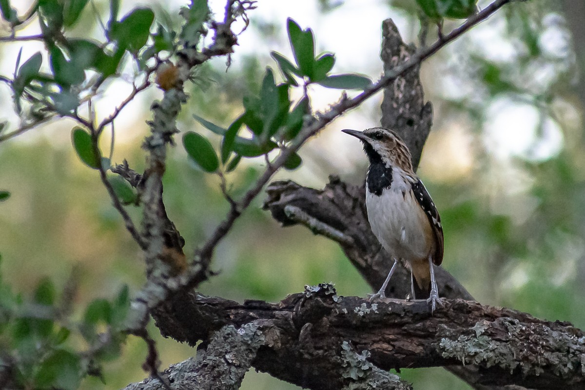 Stripe-backed Antbird - ML282505711