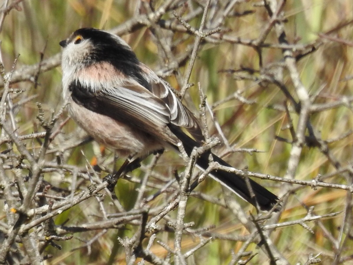 Long-tailed Tit - ML282506941