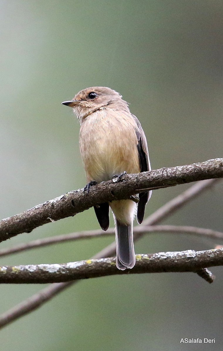 African Dusky Flycatcher - ML282507671