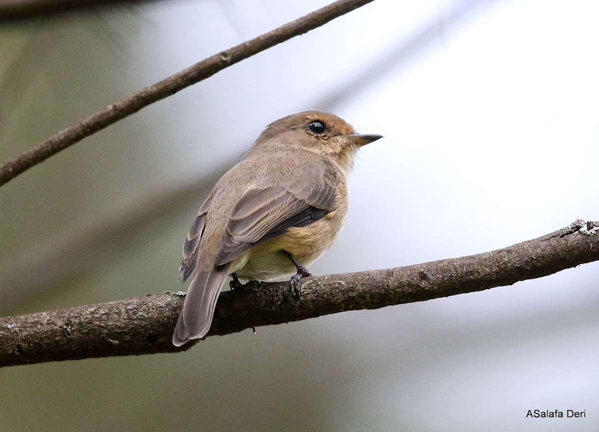 African Dusky Flycatcher - ML282507711