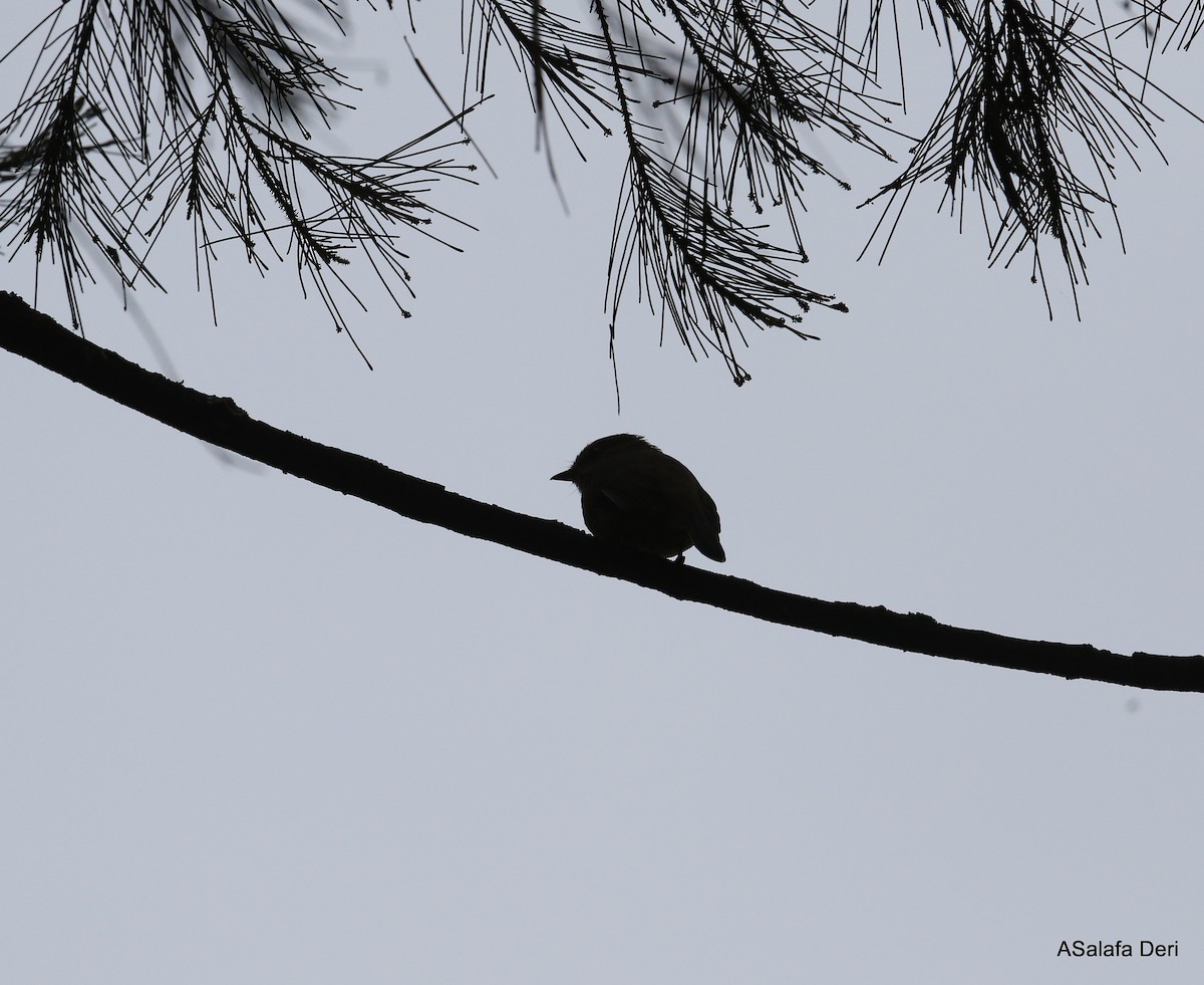 African Dusky Flycatcher - ML282508211