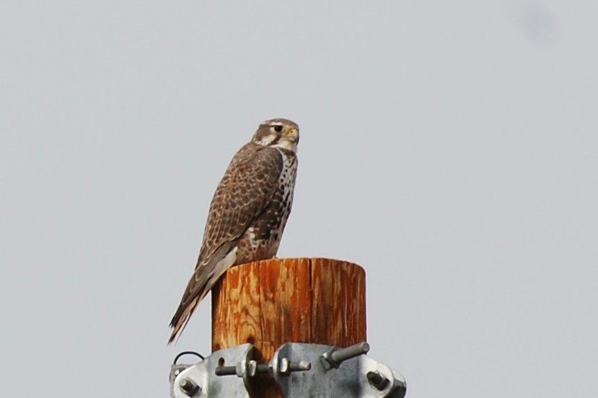 Prairie Falcon - Tom Bisko