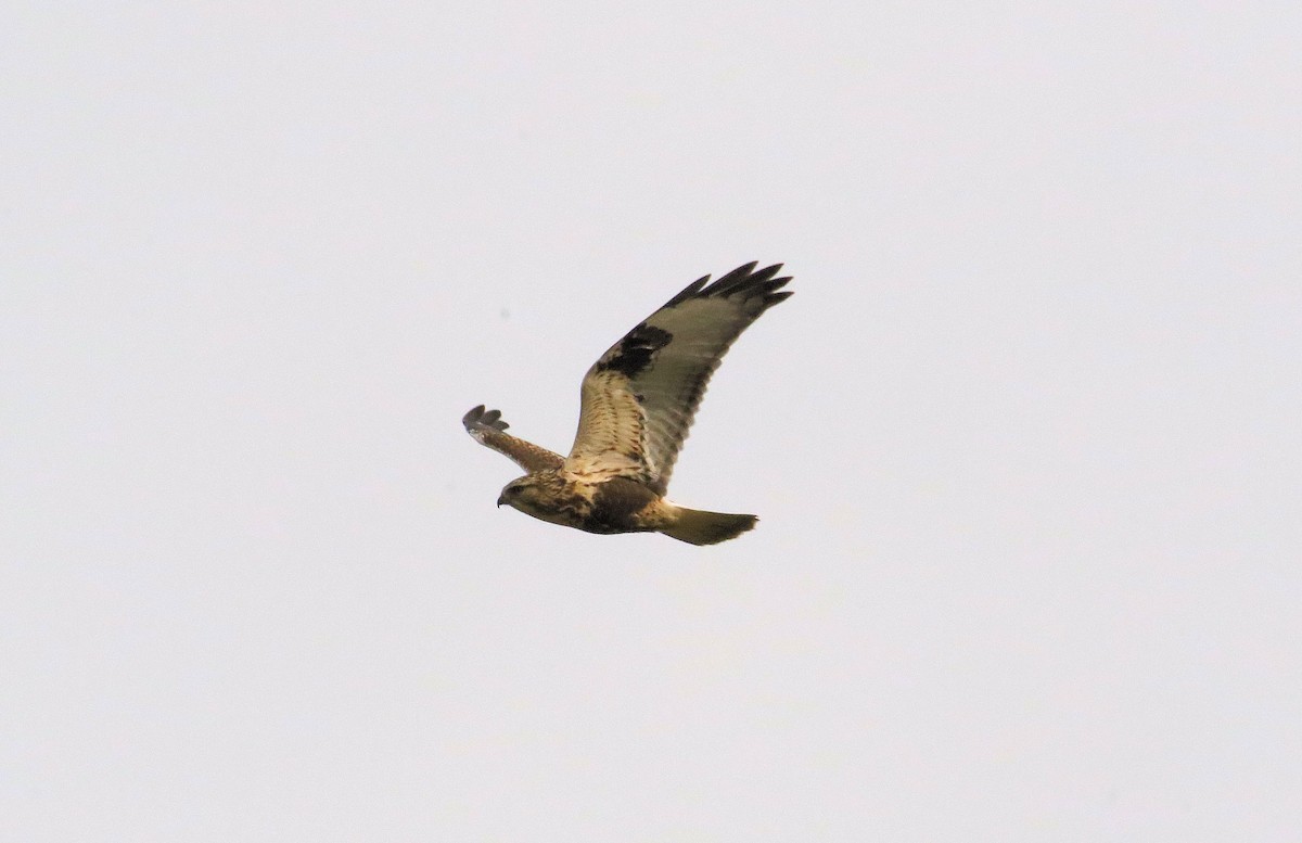 Rough-legged Hawk - ML282512971