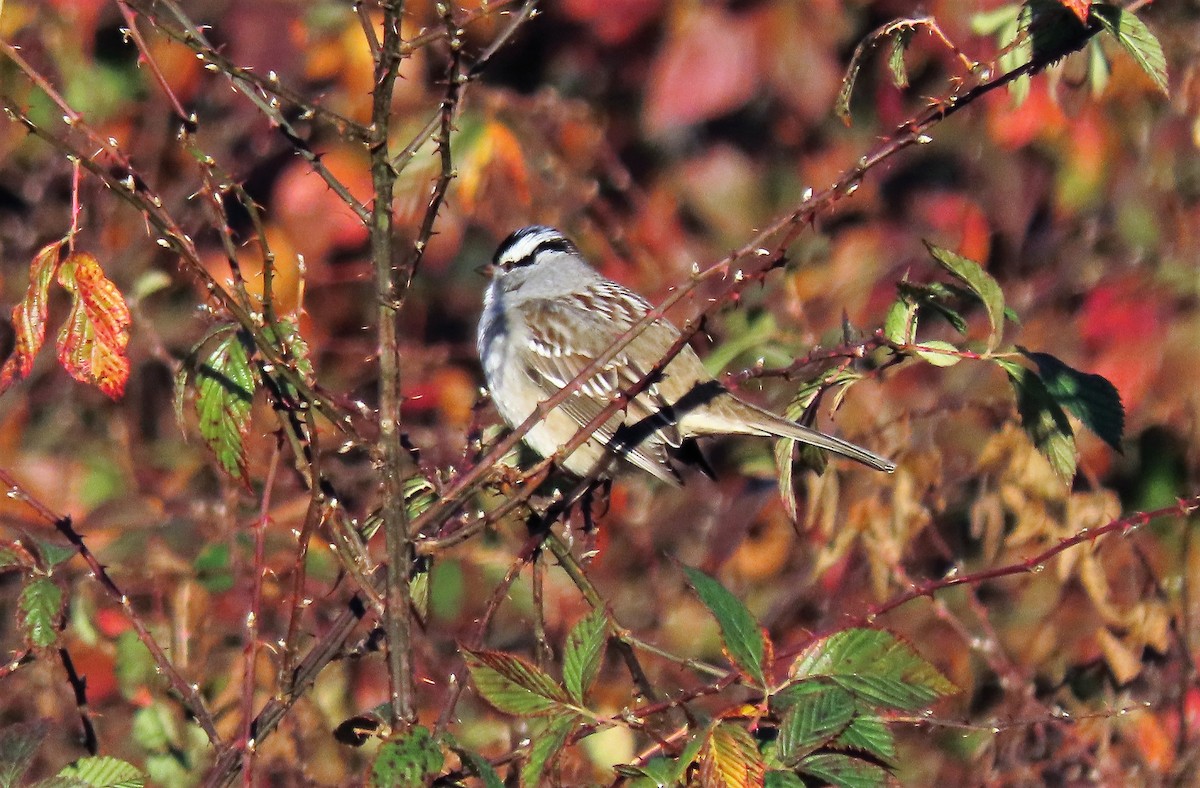 White-crowned Sparrow - ML282514031