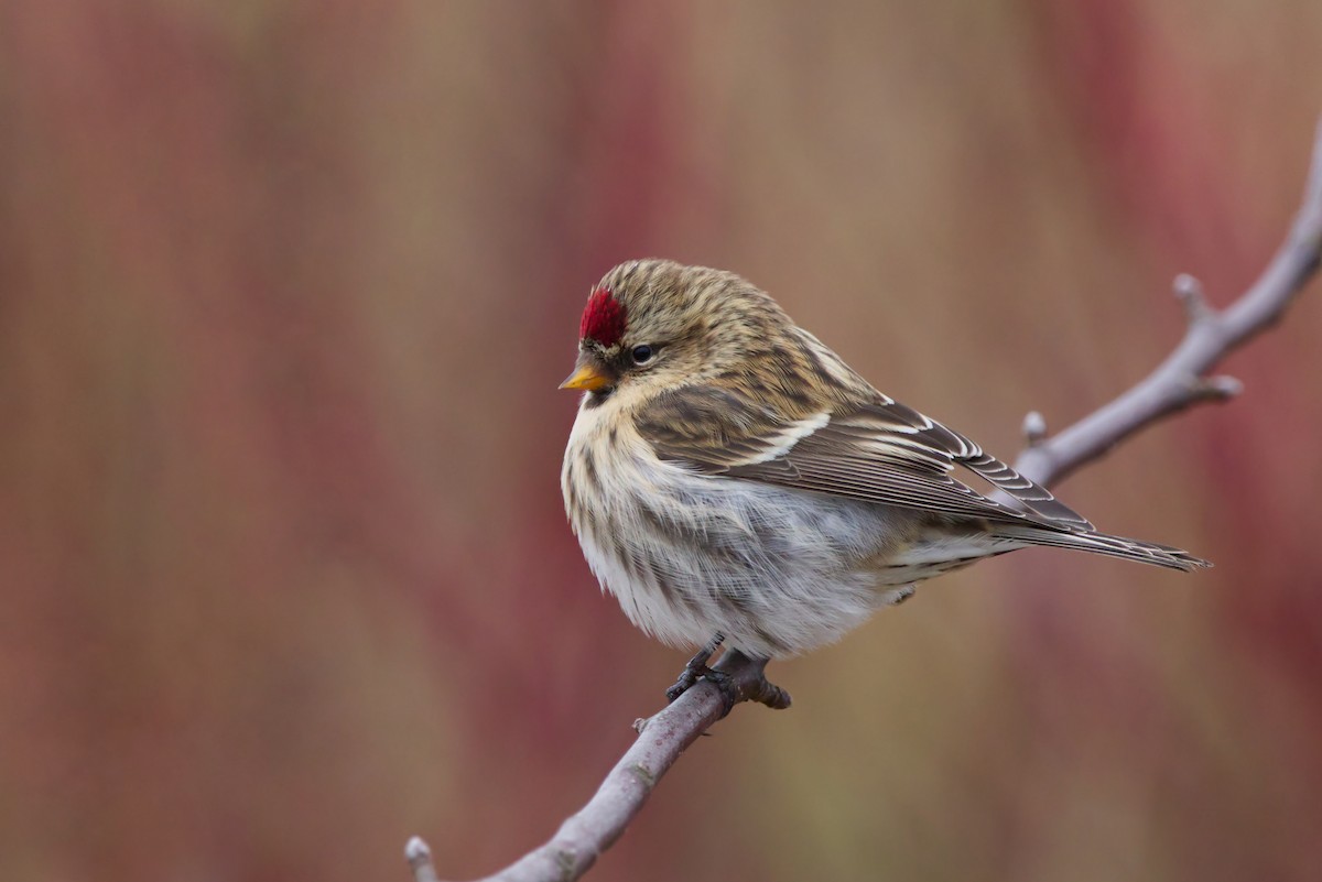 Common Redpoll - Zane Shantz