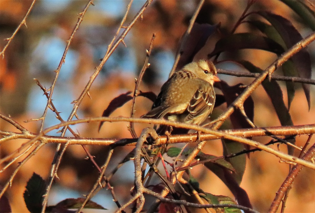 White-crowned Sparrow - ML282514851