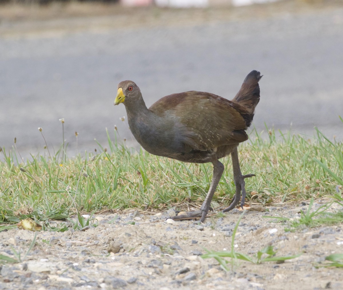 Tasmanian Nativehen - ML282515831