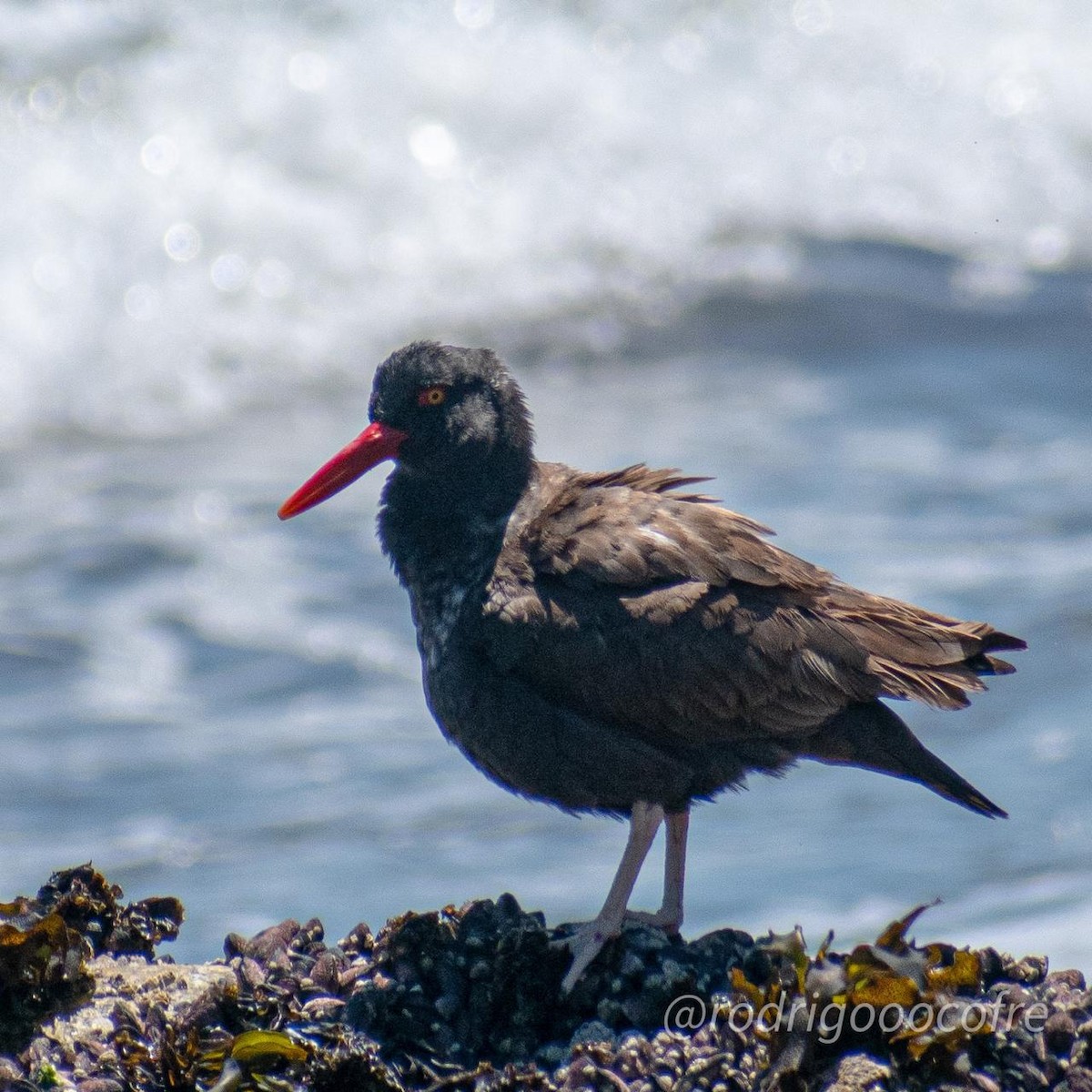 Blackish Oystercatcher - ML282519141