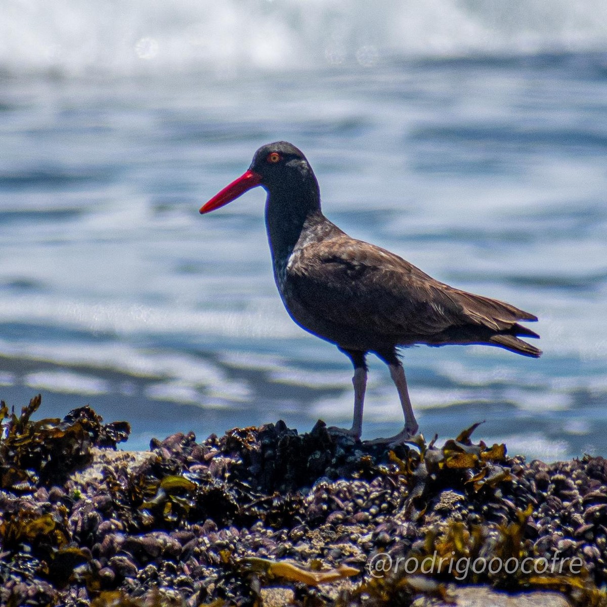 Blackish Oystercatcher - ML282519151