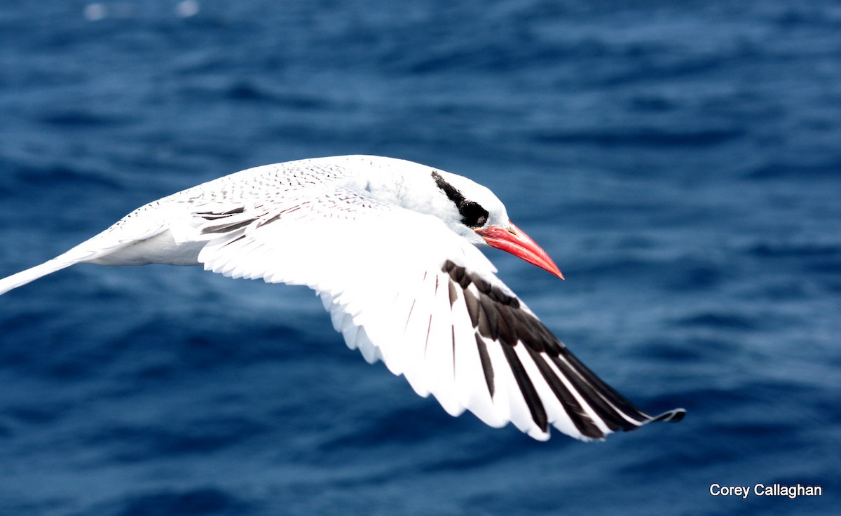 Red-billed Tropicbird - ML28251921