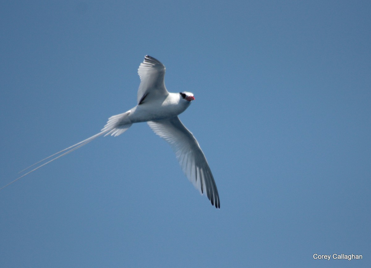 Red-billed Tropicbird - ML28251931