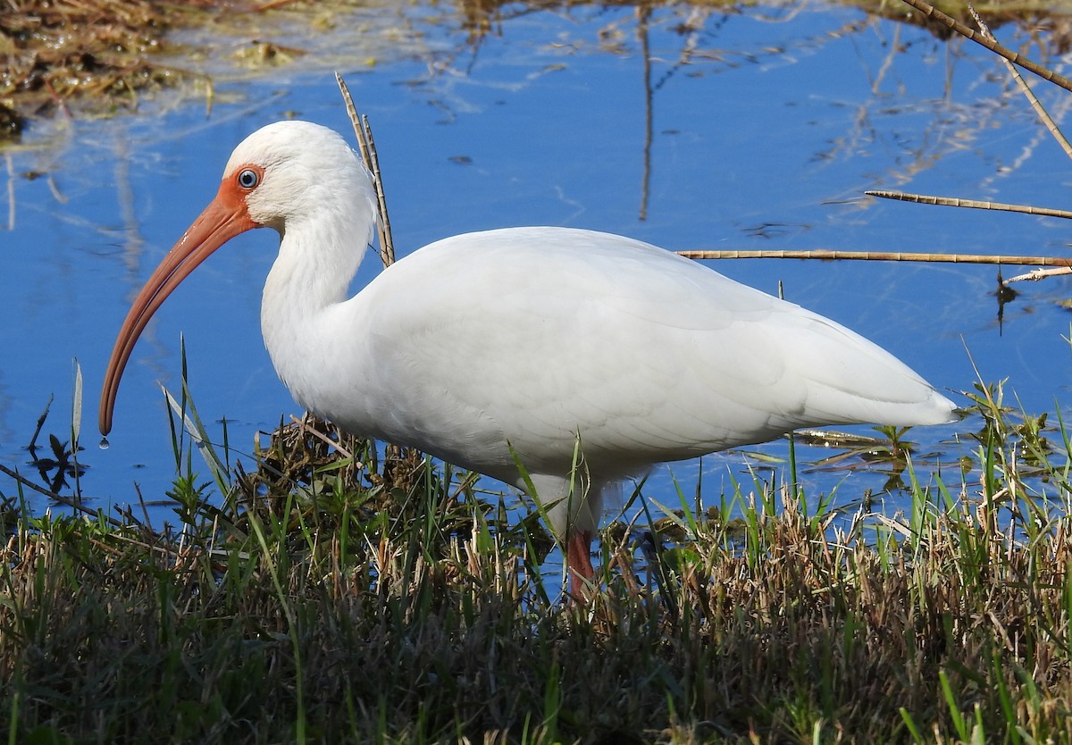 White Ibis - ML282519421