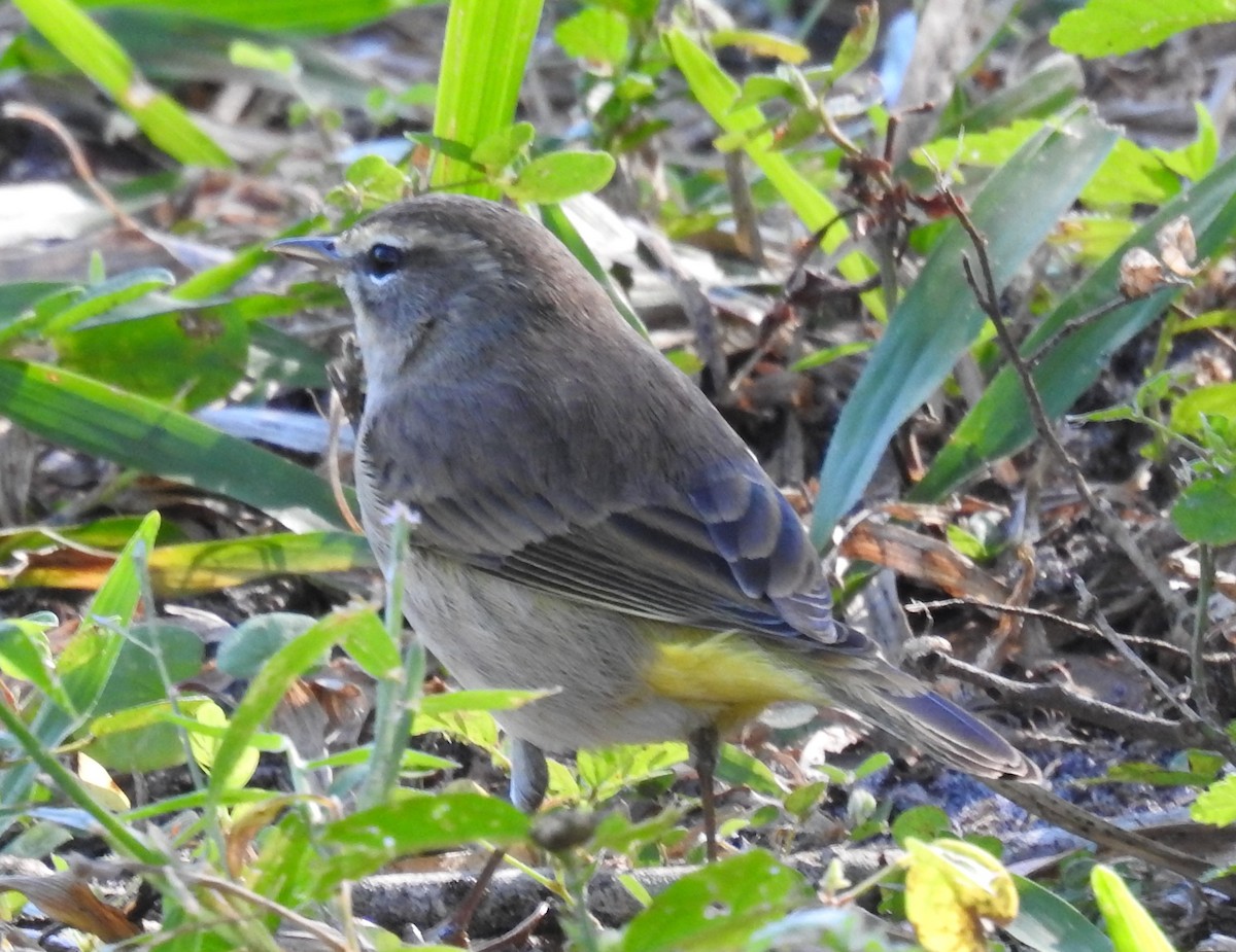 Palm Warbler - Michael Weisensee