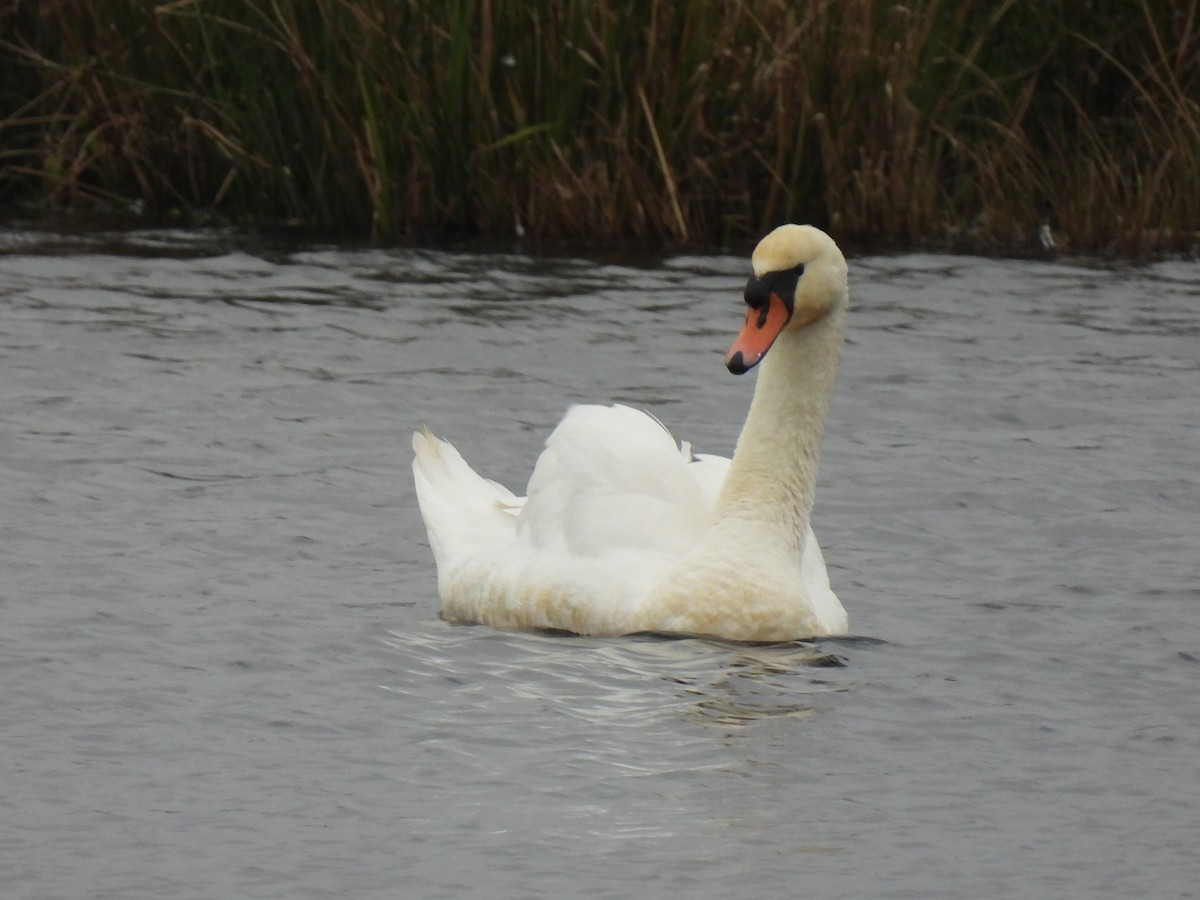 Mute Swan - ML282522801