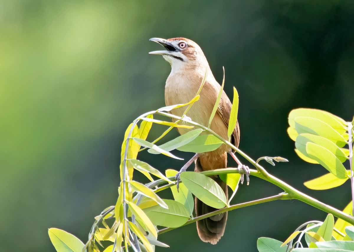 Moustached Grass-Warbler - ML282523191