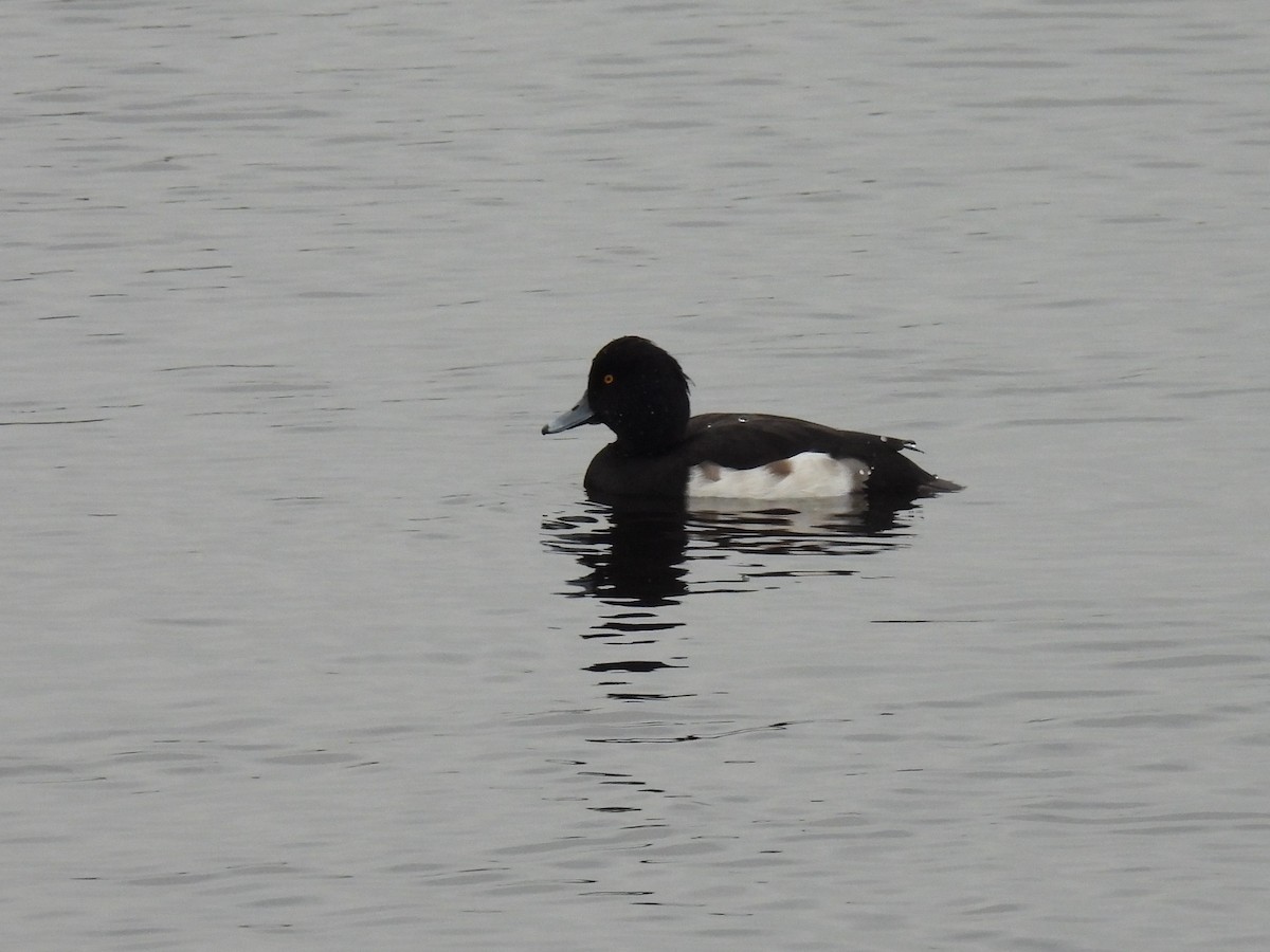 Tufted Duck - Joren van Schie