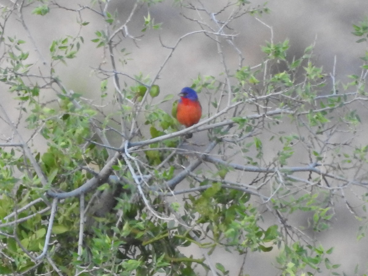 Painted Bunting - ML28252421