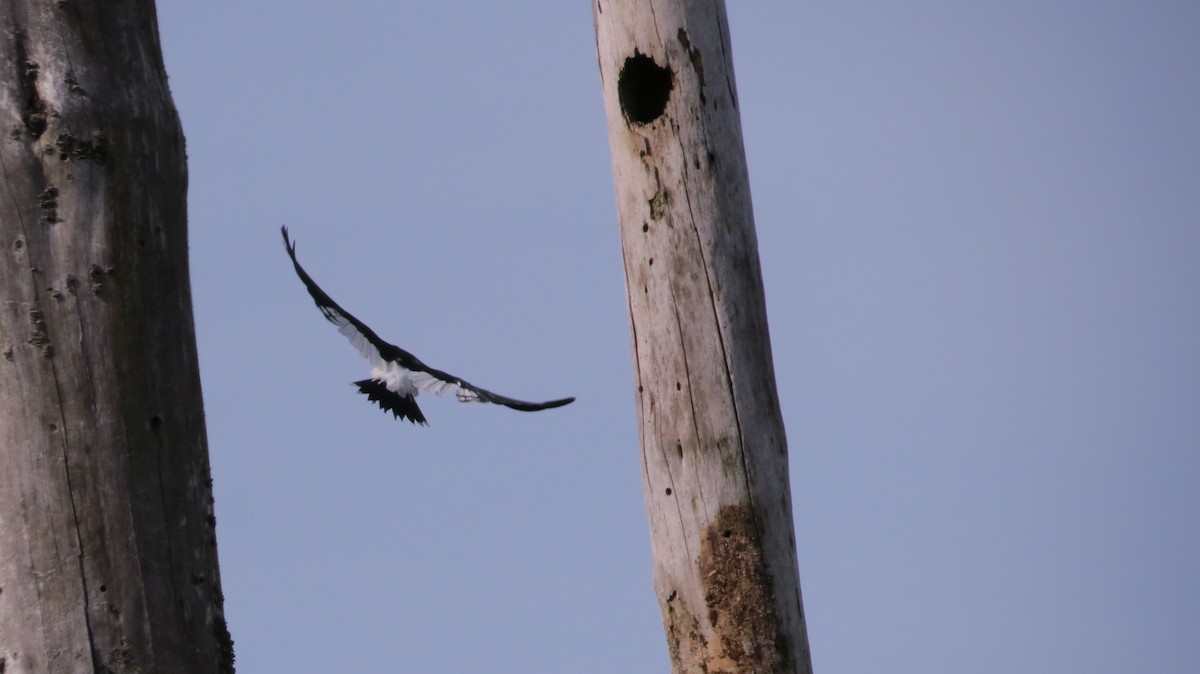 Red-headed Woodpecker - ML282525371