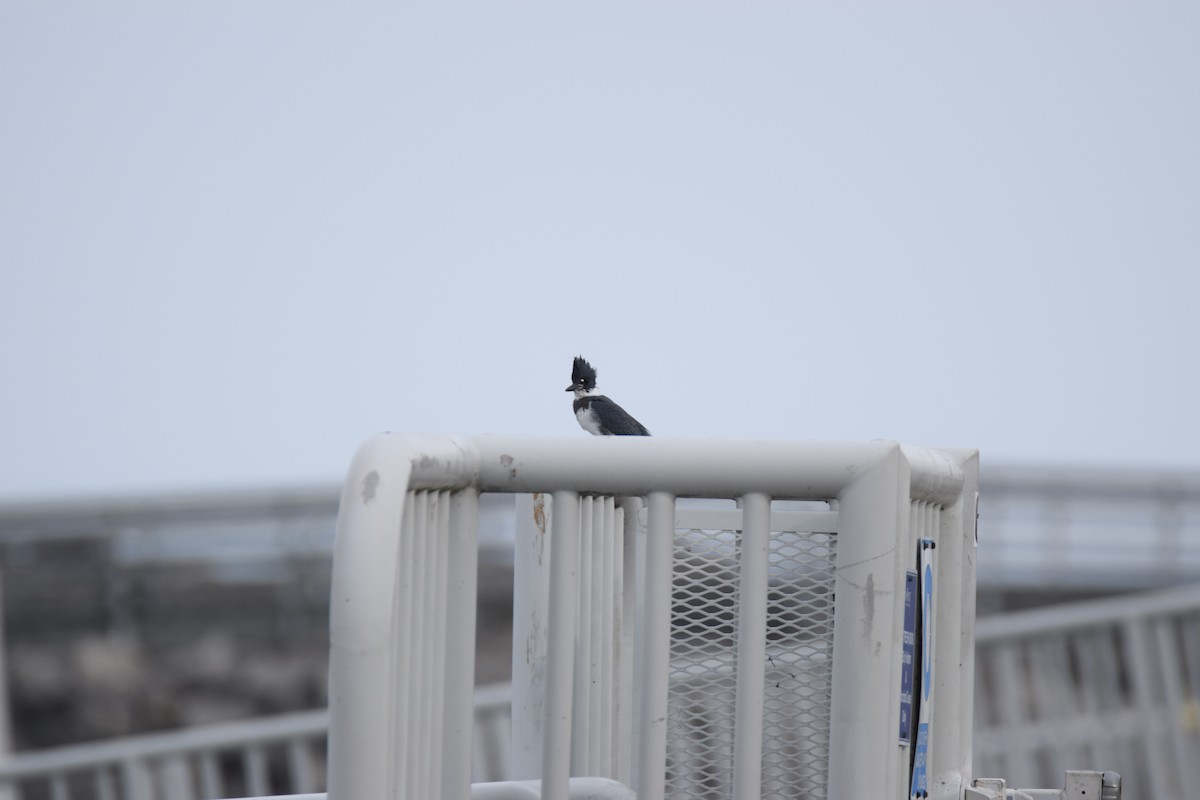 Belted Kingfisher - ML282525781