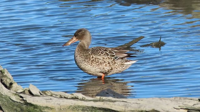 Northern Shoveler - ML282526151