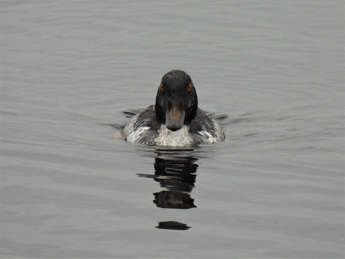 Common Goldeneye - ML282526221