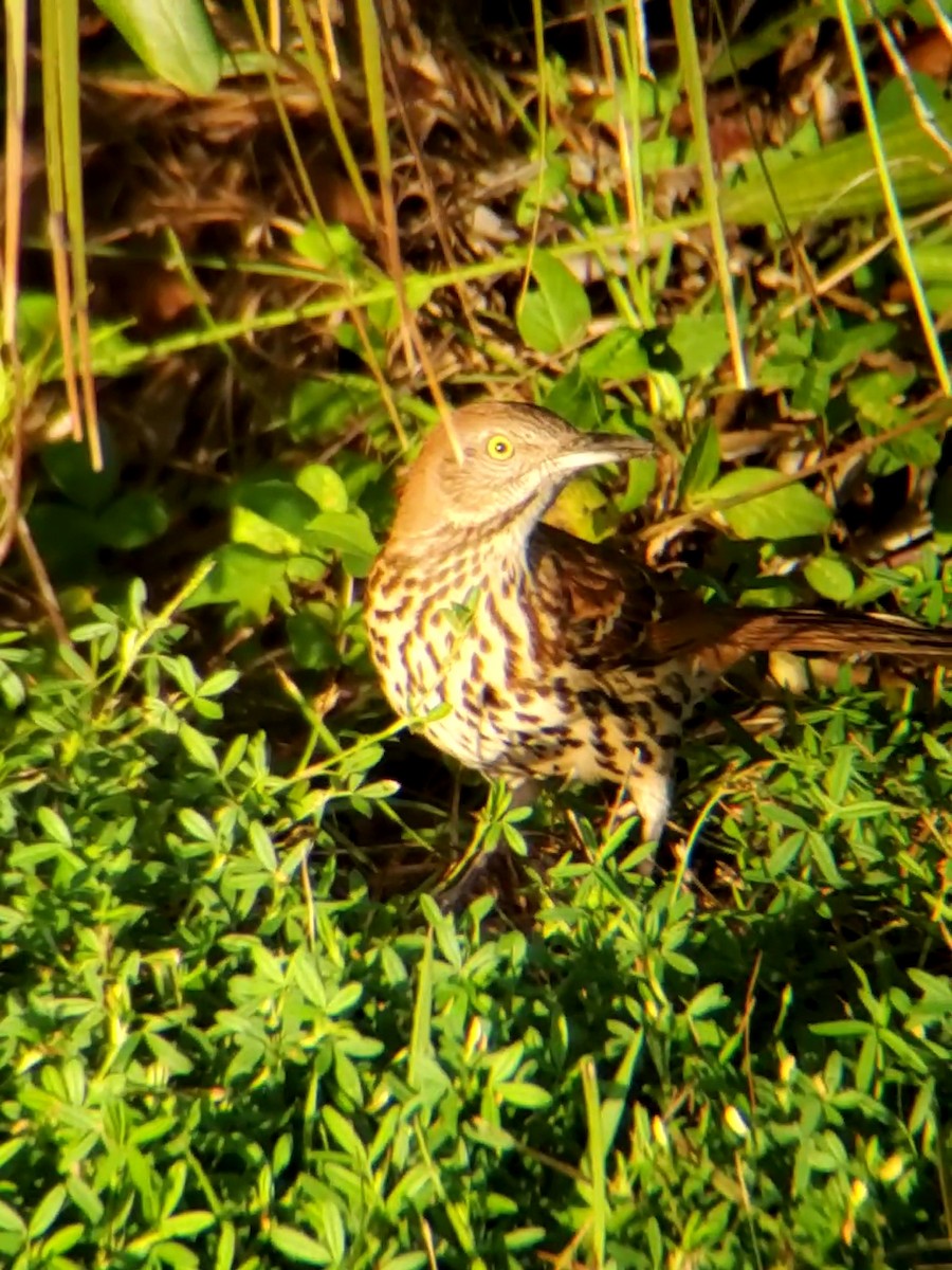 Brown Thrasher - ML282527411