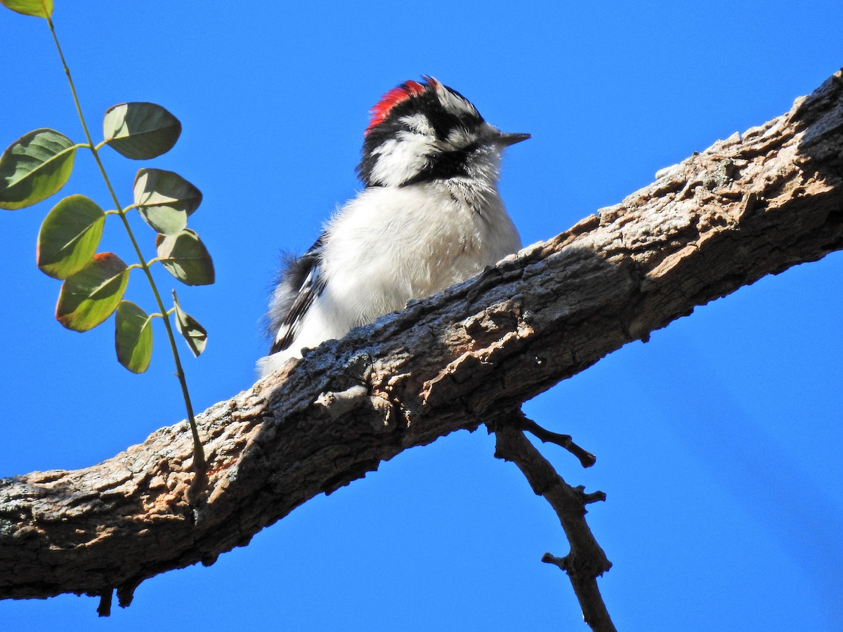 Downy Woodpecker - ML282530541