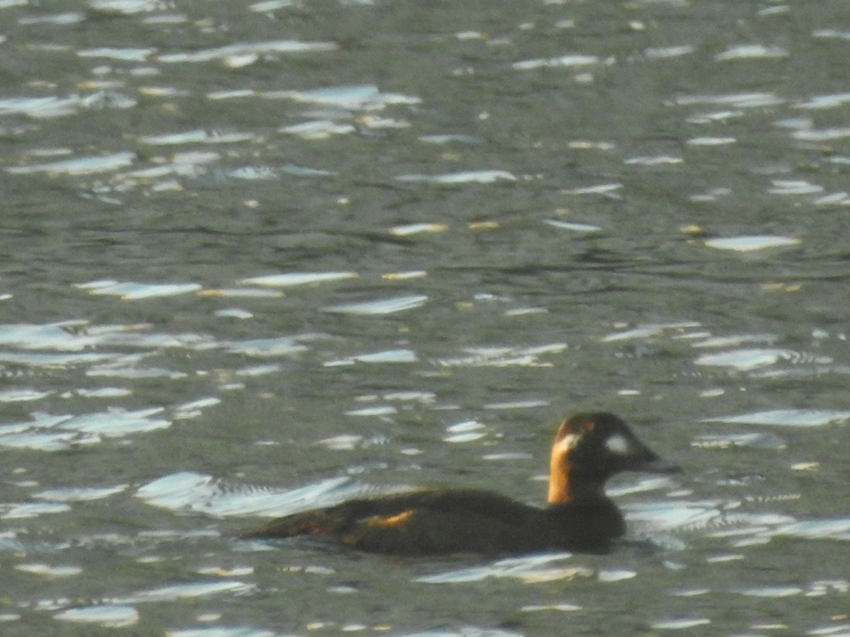 White-winged Scoter - ML282530781