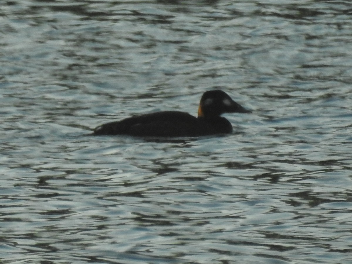 White-winged Scoter - ML282530791