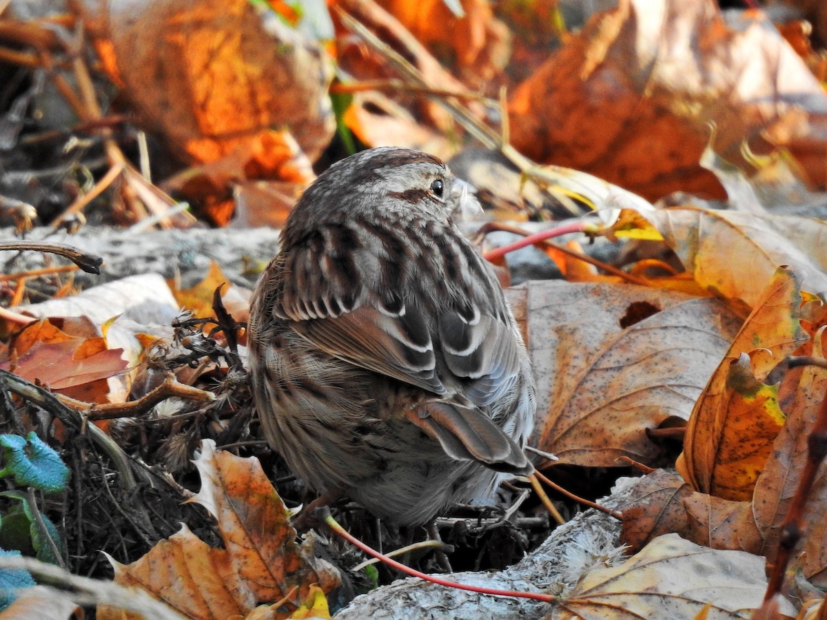 Song Sparrow - ML282531061