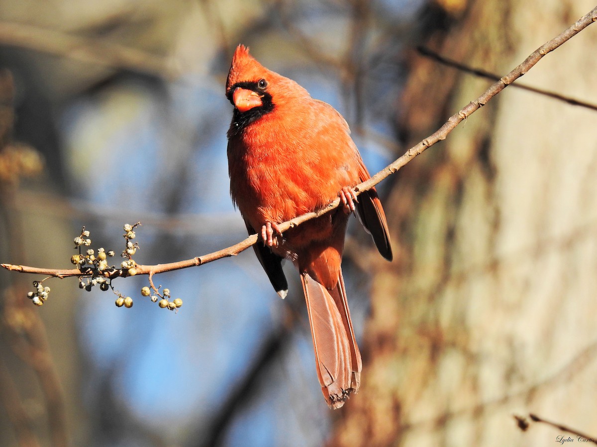 Cardinal rouge - ML282531191