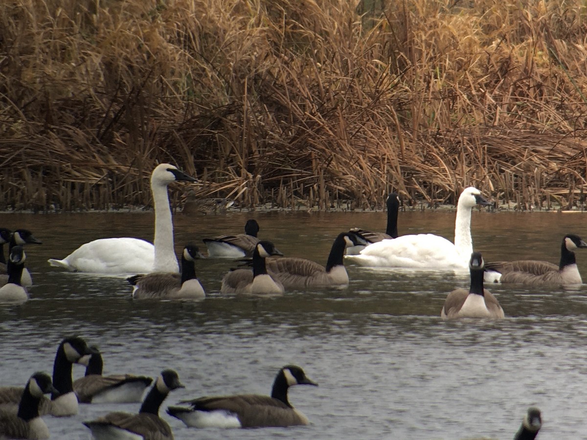 Tundra Swan - Oscar Johnson