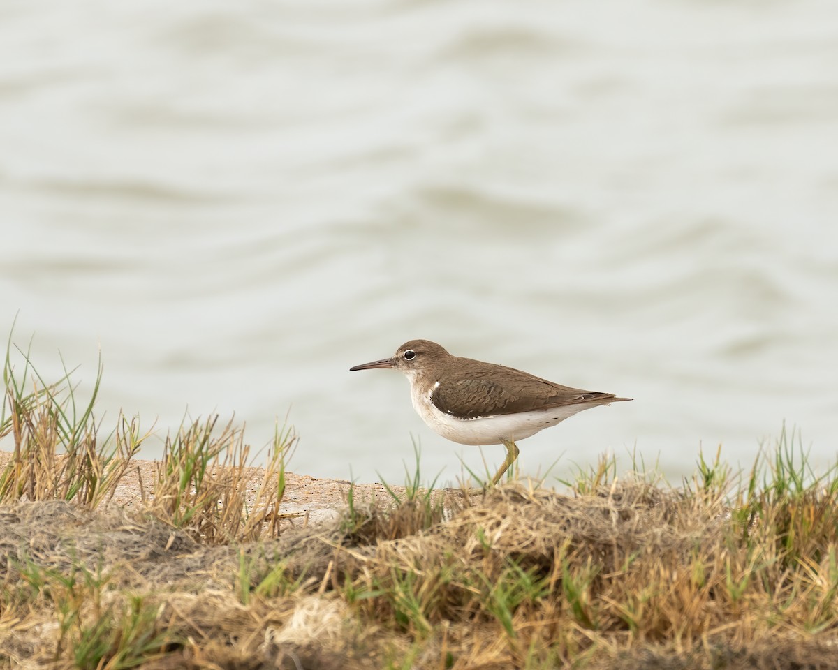 Spotted Sandpiper - ML282534391