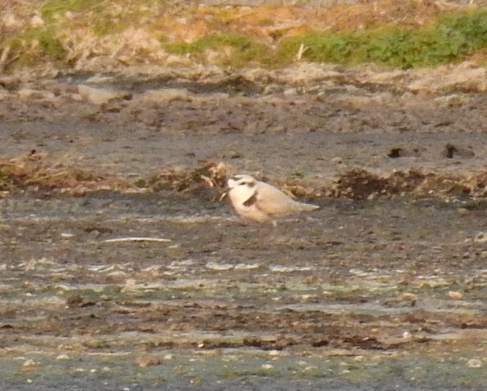 Snowy Plover - Sandy Aubol