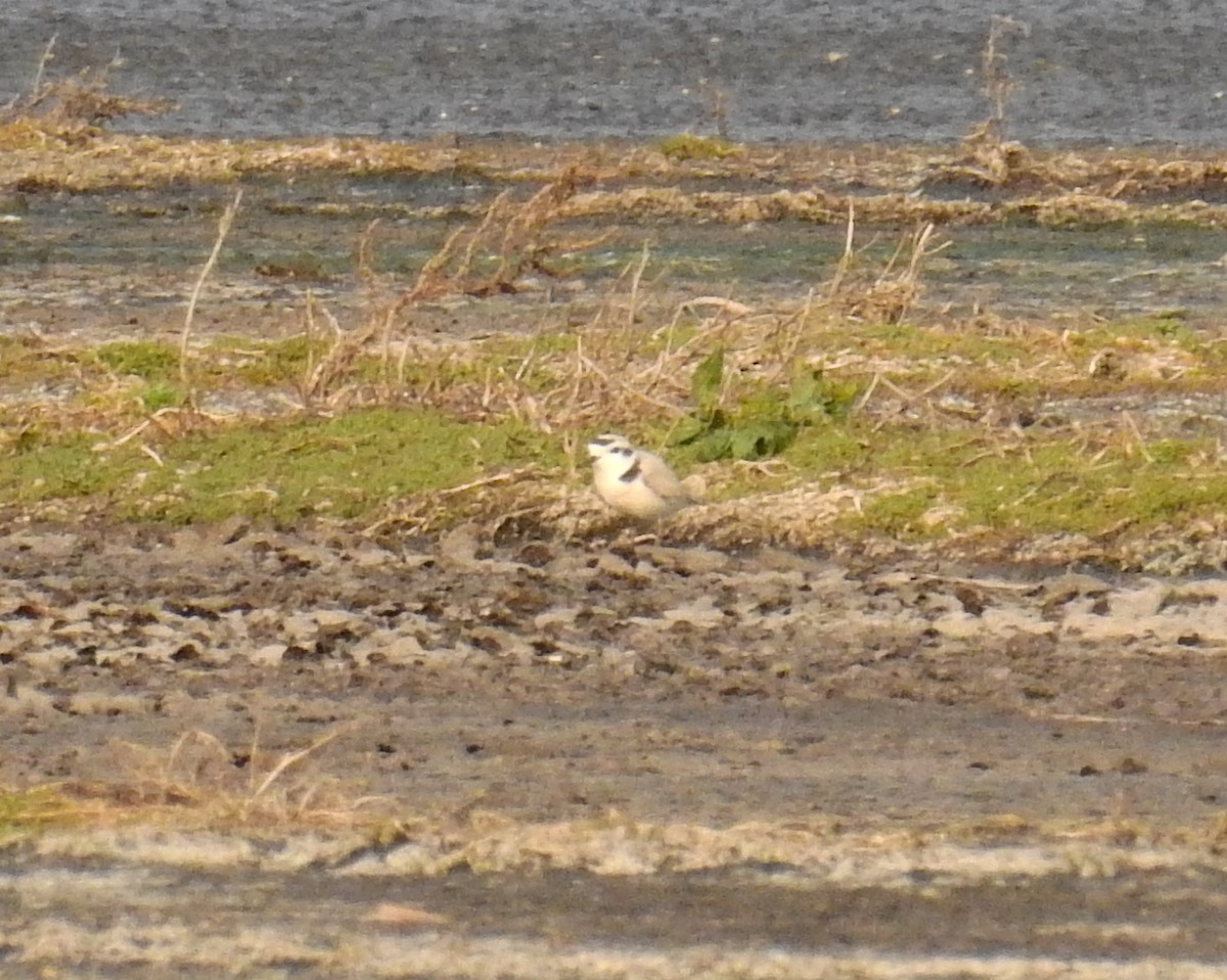 Snowy Plover - Sandy Aubol