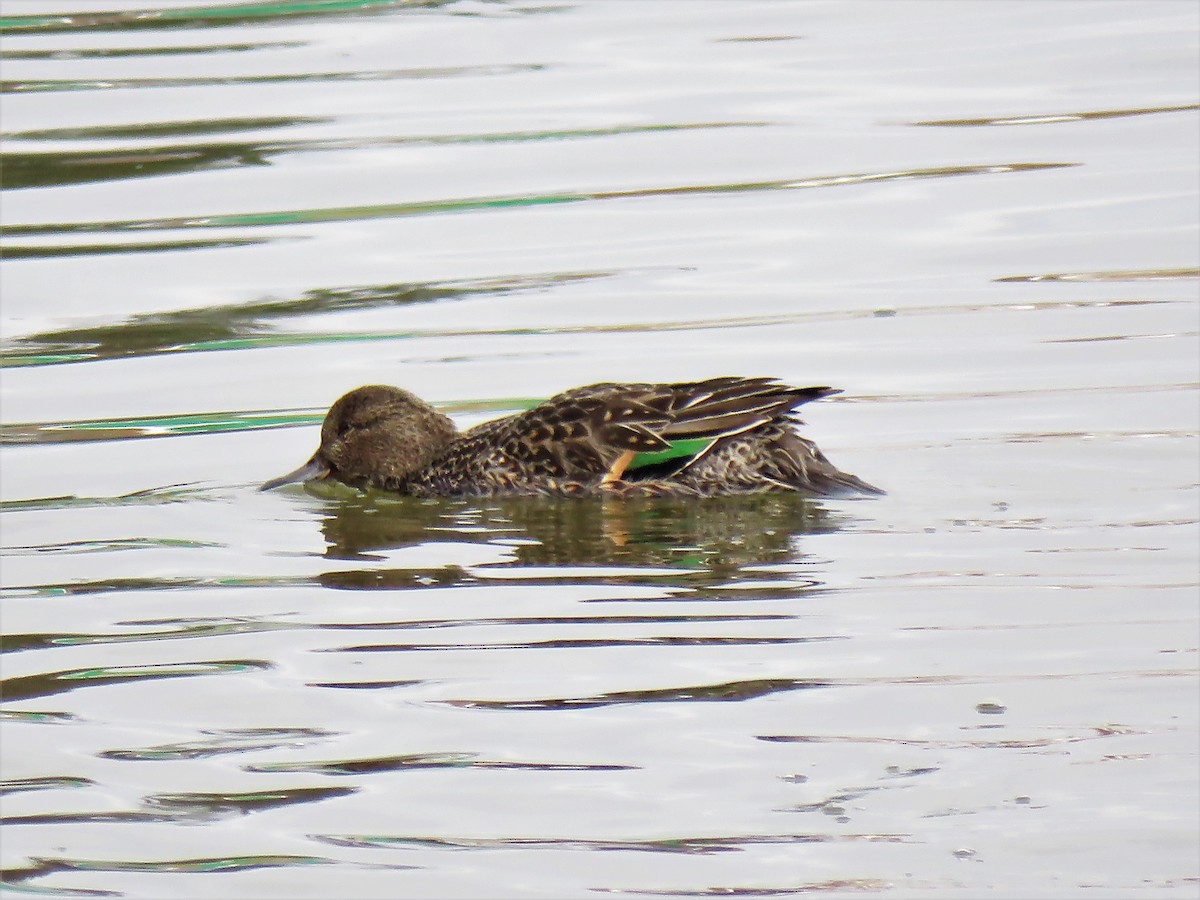 Green-winged Teal - ML282536361