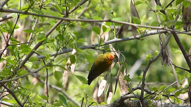 Pájaro Moscón Carirrojo - ML282538011