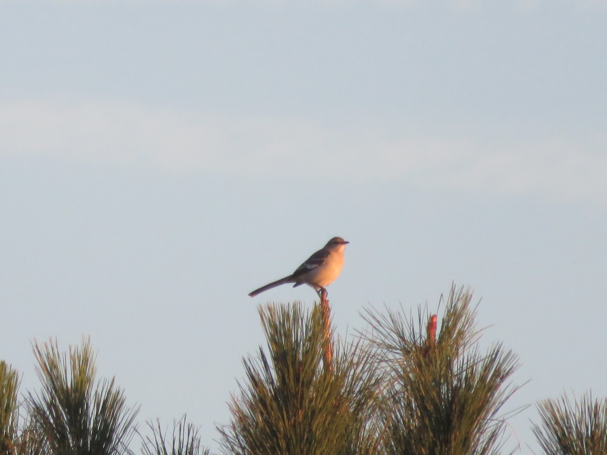 Northern Mockingbird - ML282539321