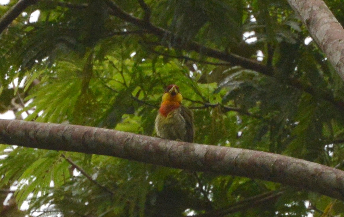 Lemon-throated Barbet - Bill Telfair