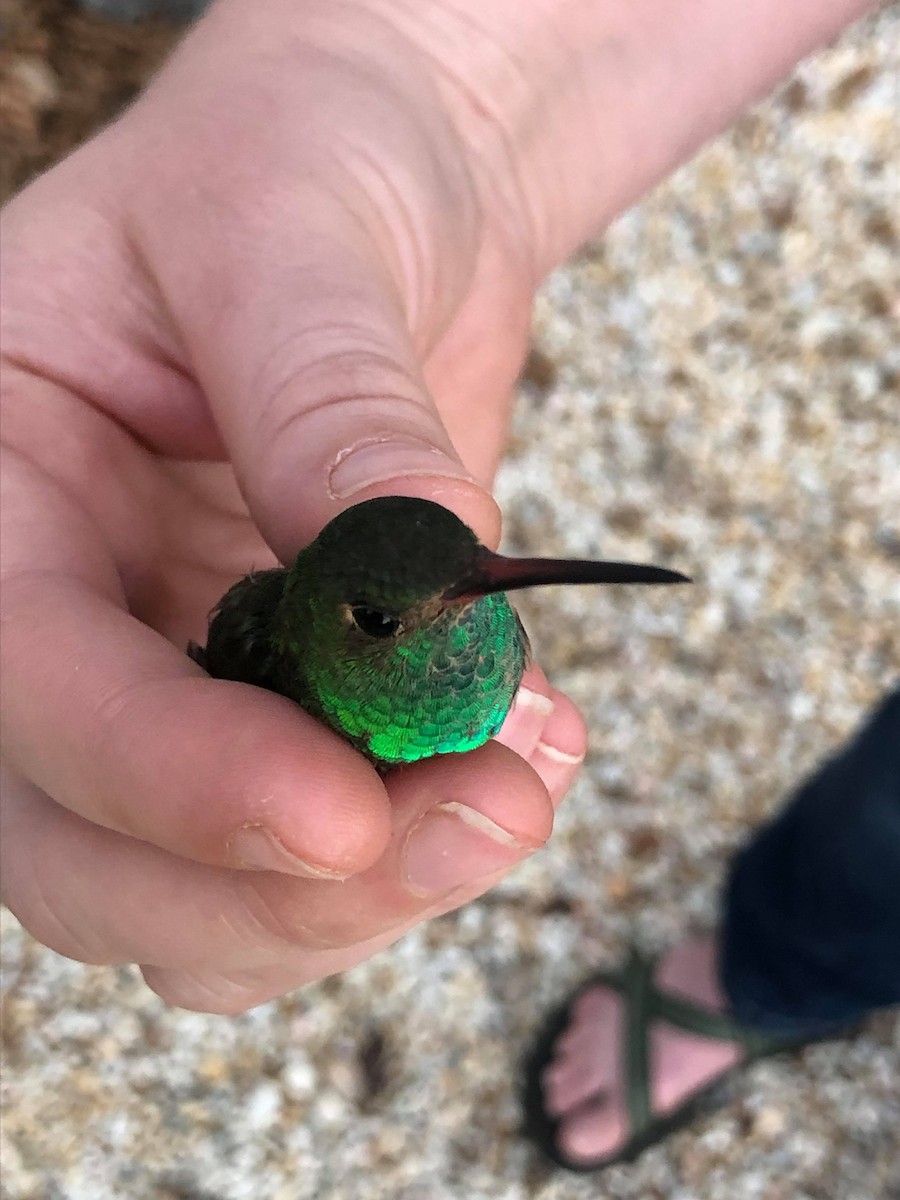 kolibřík yukatanský - ML282540061