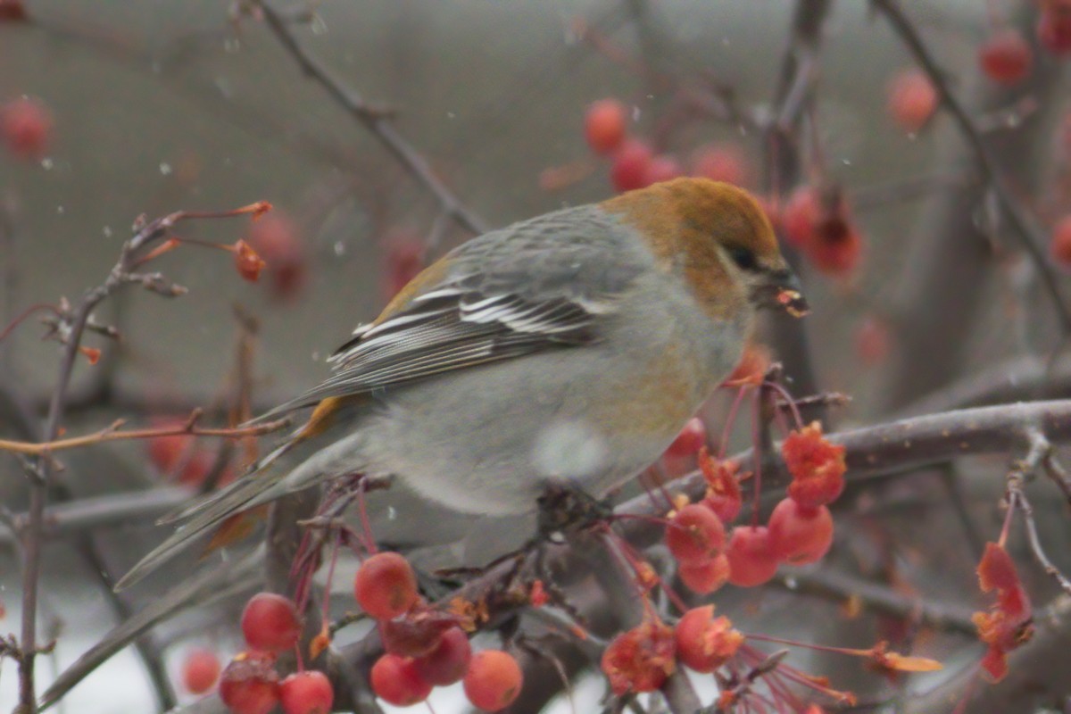 Pine Grosbeak - ML282540631