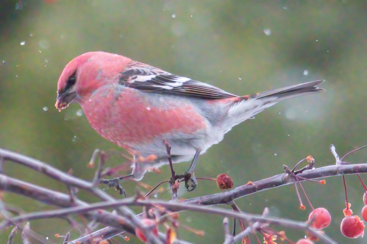 Pine Grosbeak - ML282540671